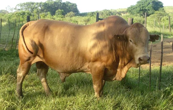 Tuli-Cattle-Society-12-0719J