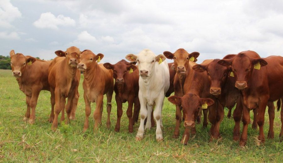 Tuli-Cattle-Society-Zimbabwe-calves-multi-colour-home-page