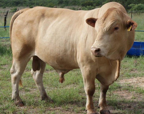 Tuli-Cattle-Society-Zimbabwe-dun-bull