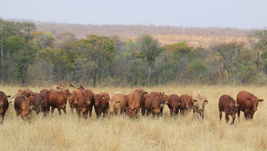 Tuli-Cattle-Society-Zimbabwe-herd-multi-colour-home-page