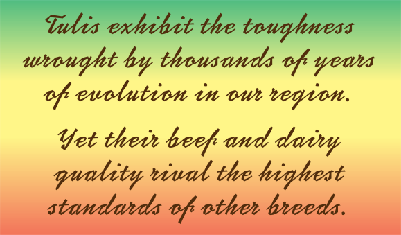 Tuli-Cattle-Society-Zimbabwe-history-quote