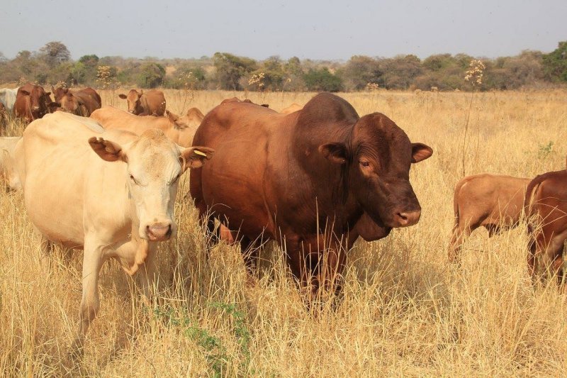 Tuli-Cattle-Society-Zimbabwe-range-of-colours-in-sunshine