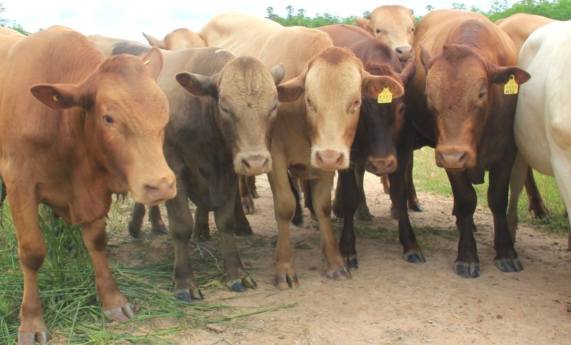 Tuli-Cattle-Society-Zimbabwe-range-of-colours