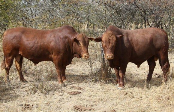 Tuli-Cattle-Society-Zimbabwe-red-bulls