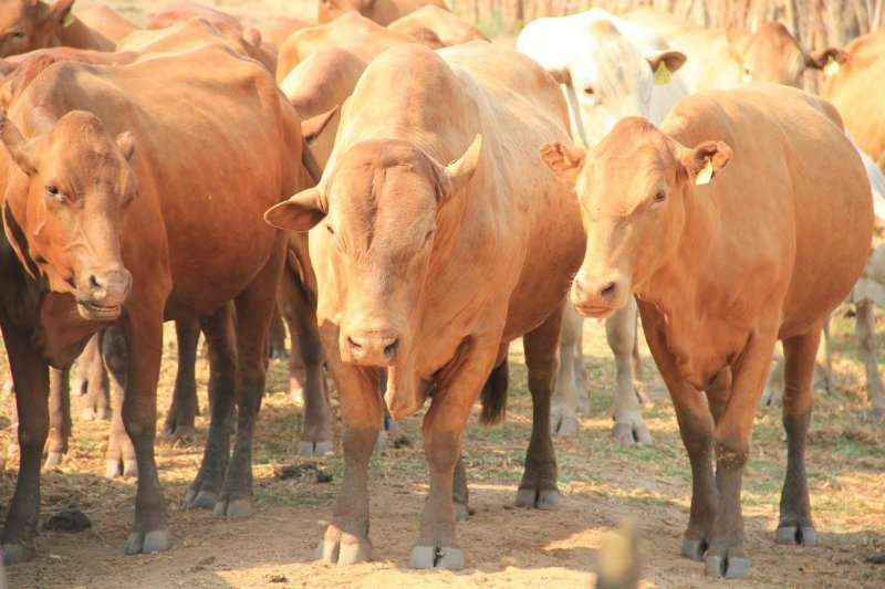 Tuli-Cattle-Society-Zimbabwe-red-coloured-facing-home-page