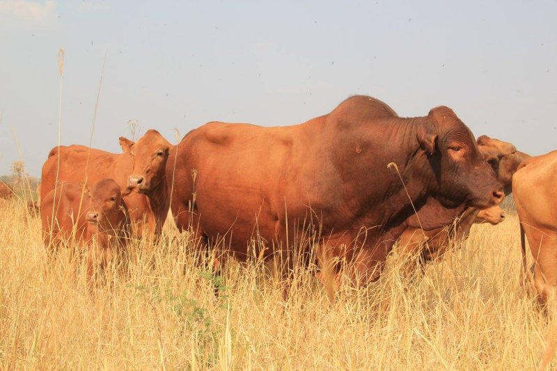 Tuli-Cattle-Society-Zimbabwe-red-coloured-home-page