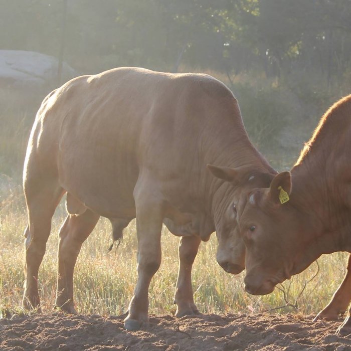 Tuli-Cattle-Society-Zimbabwe-tuli-advantage-bulls-head-butting
