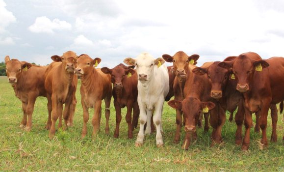 Tuli-Cattle-Society-Zimbabwe-tuli-advantage-calves