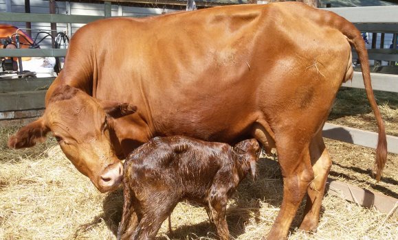 Tuli-Cattle-Society-Zimbabwe-tuli-advantage-mum-and-newborn-calf