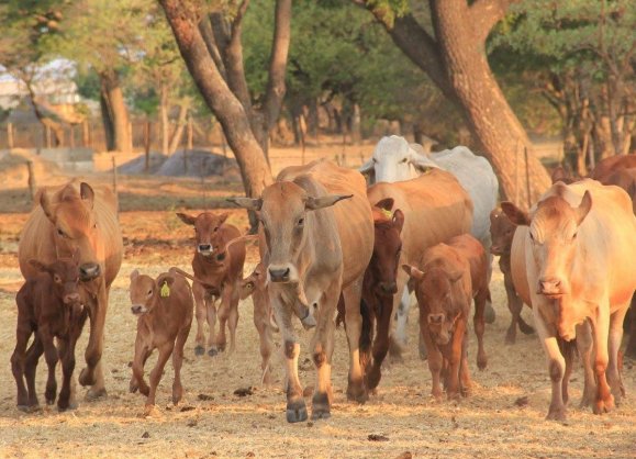 Tuli-Cattle-Society-Zimbabwe-tuli-advantage-mums-and-calves