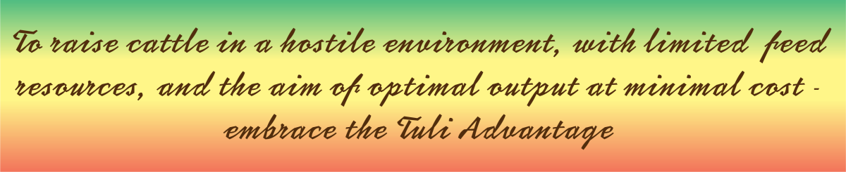 Tuli-Cattle-Society-Zimbabwe-tuli-advantage