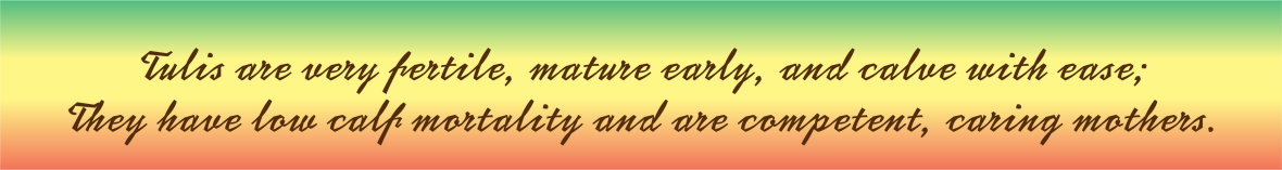 Tuli-Cattle-Society-Zimbabwe-tuli-calving-advantages