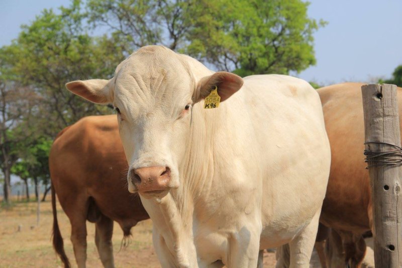 Tuli-Cattle-Society-Zimbabwe-white-tuli-bull-face-on