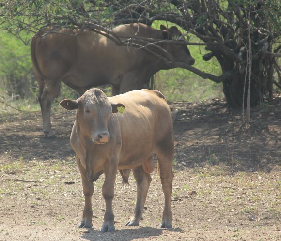 Tuli-Cattle-Society-Zimbabwe-young-gold-bull