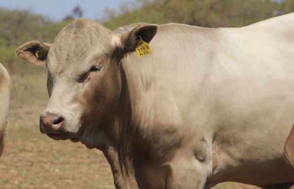 Tuli-Cattle-Society-Zimbabwei-pale-dun-bull-portrait
