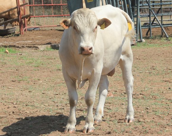 Tuli-Cattle-Society-Zimbabwei-young-white-bull-facing-forward