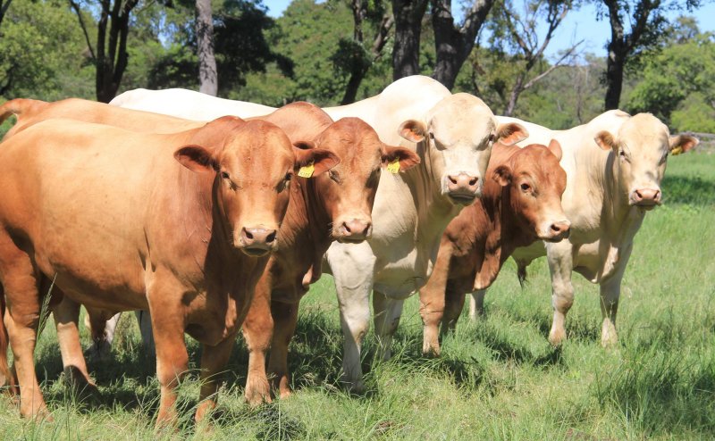 Tuli-Cattle-Society-group-home-page