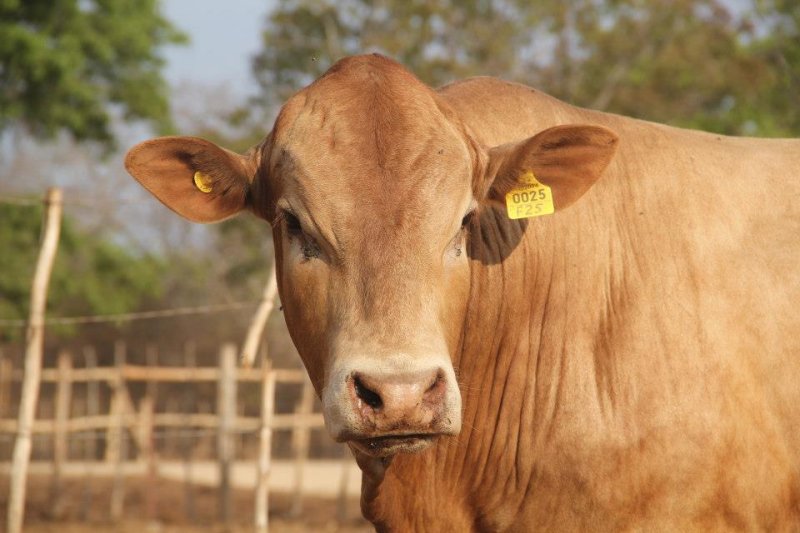 Tuli-Cattle-Society-portrait-home-page