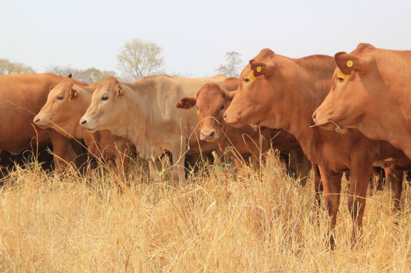 Tuli-Cattle-Society-red-home-page