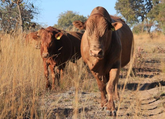 Tuli-Cattle-Society-red-tuli-bull-and-other-tulis-walking-towards