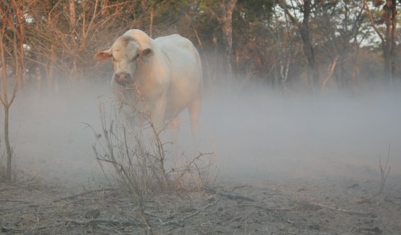 Tuli-Society-Bull-in-the-dust