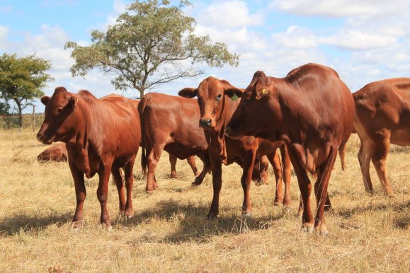 Tuli-Society-Cows-herd-2