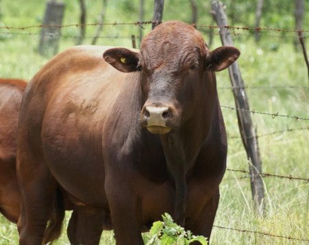 Tuli-Society-Red-Bull