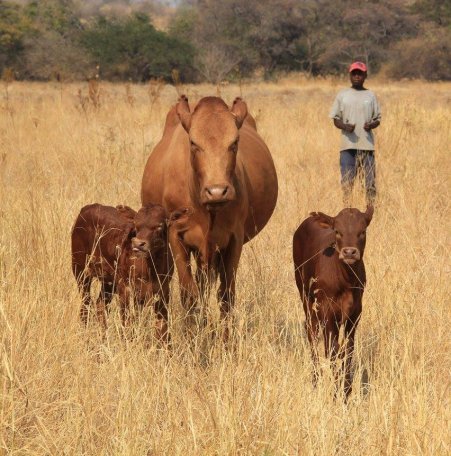Tuli-Society-cow-and-calves