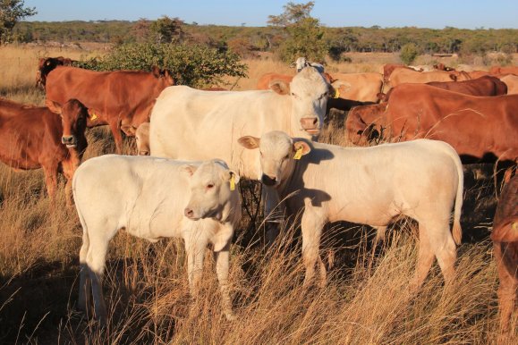 Tuli-Society-hardiness-of-the-breed-in-harsh-conditions