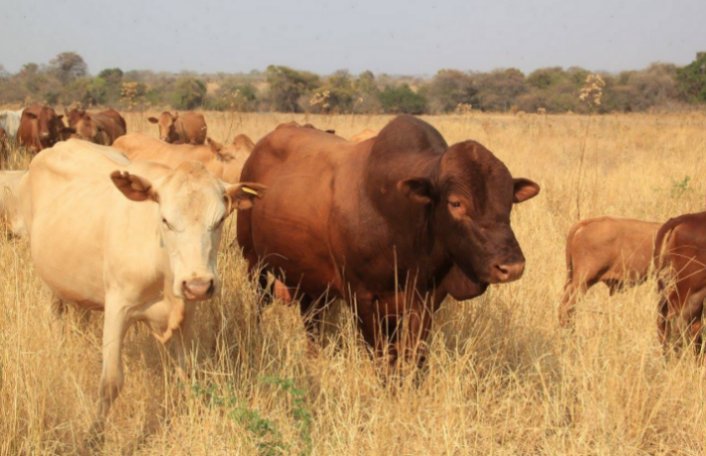 Tuli-Society-herd-in-golden-grass