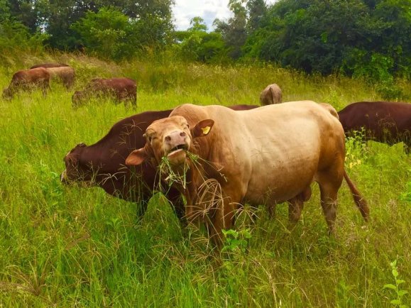 Tuli-Society-herd-in-green-field