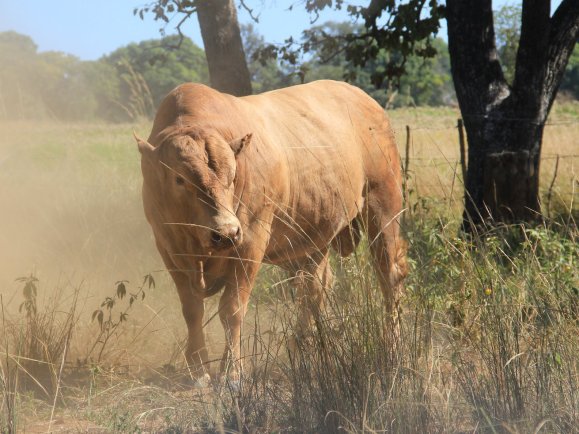 Tuli-Society-magnificent-bull-in-dust