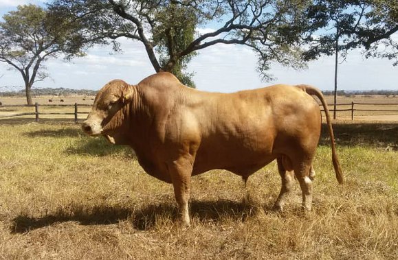Tuli-Society-magnificent-bull