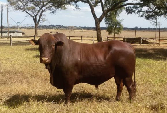 Tuli-Society-magnificent-red-Bull