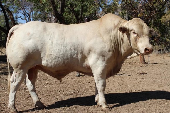 Tuli-Society-white-Bull
